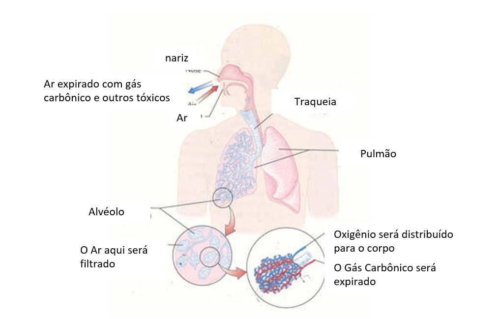Asma - Ilustração 2
